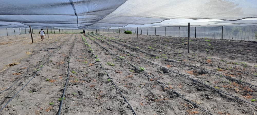 Enclosed garden area. (greenhouse)