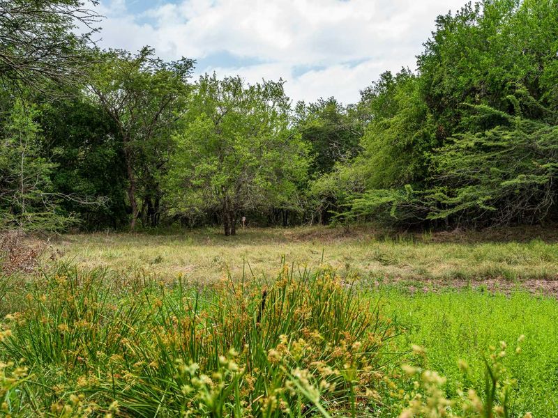 A view of a natural, undeveloped garden area featuring lush green grass and mature trees, providing a serene and private outdoor setting.