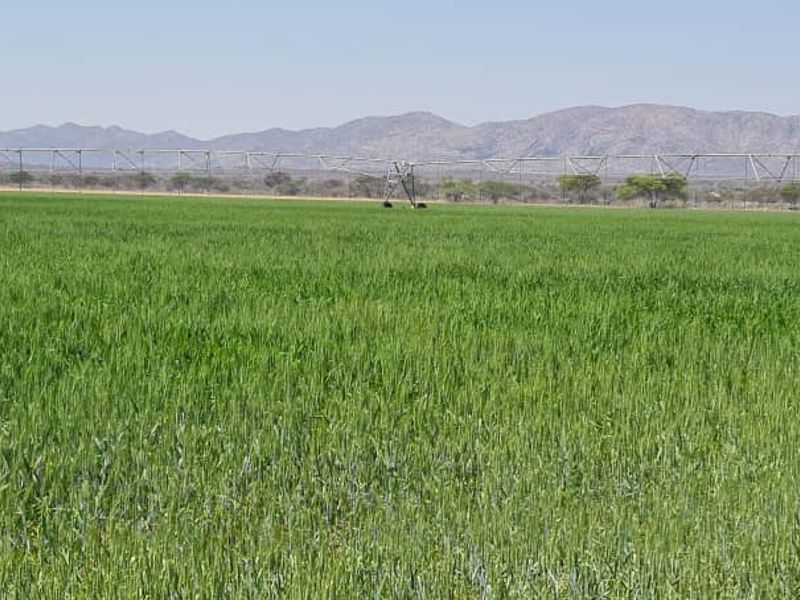 Expansive green cultivated farmland featuring a large-scale center pivot irrigation system with scenic mountain views in the background.