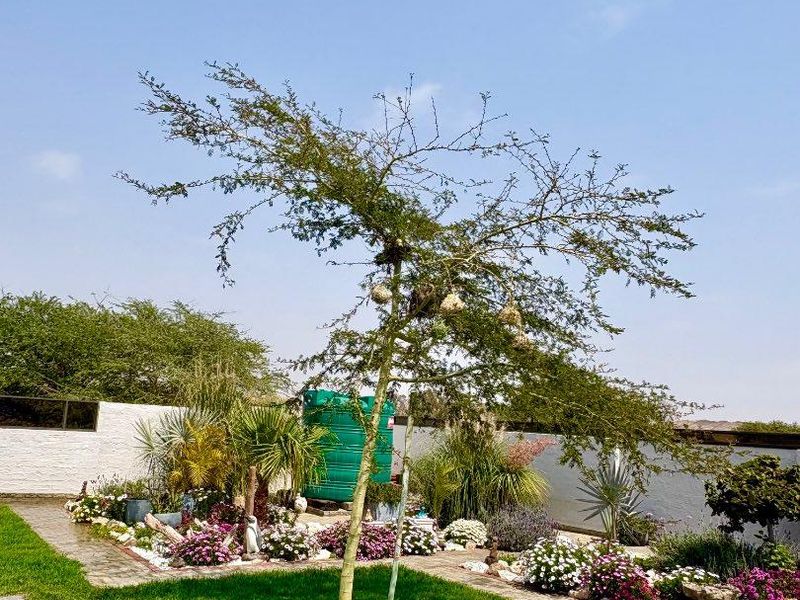 A well-maintained garden area featuring a central tree, landscaped flower beds, a paved walkway, and a green water storage tank against a boundary wall.