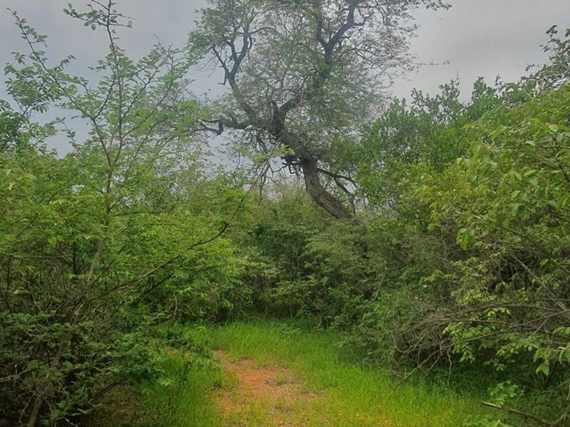 Vacant plot for sale in the most sought-after Hoedspruit Wildlife Estate - Photo 5