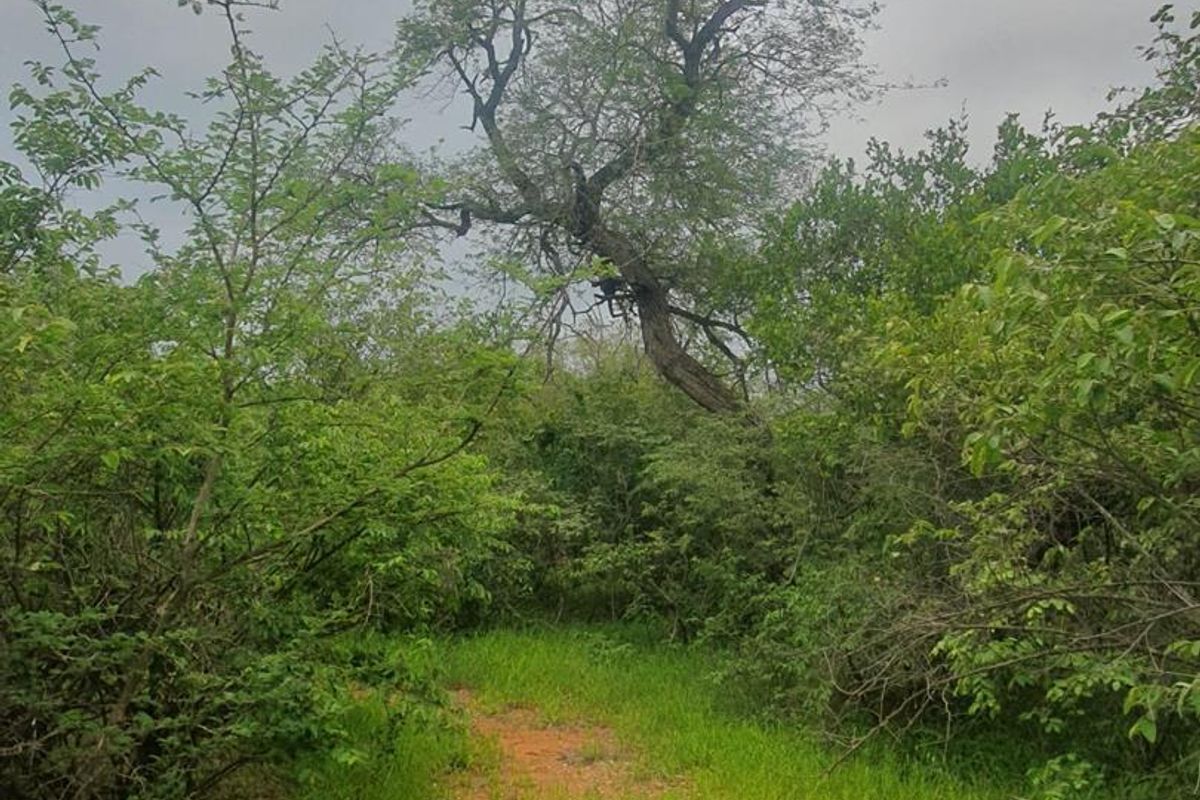 Vacant plot for sale in the most sought-after Hoedspruit Wildlife Estate - Photo 5