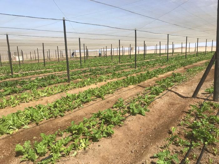 Property #2396953, Small Holding For Sale in Swakopmund River Plots