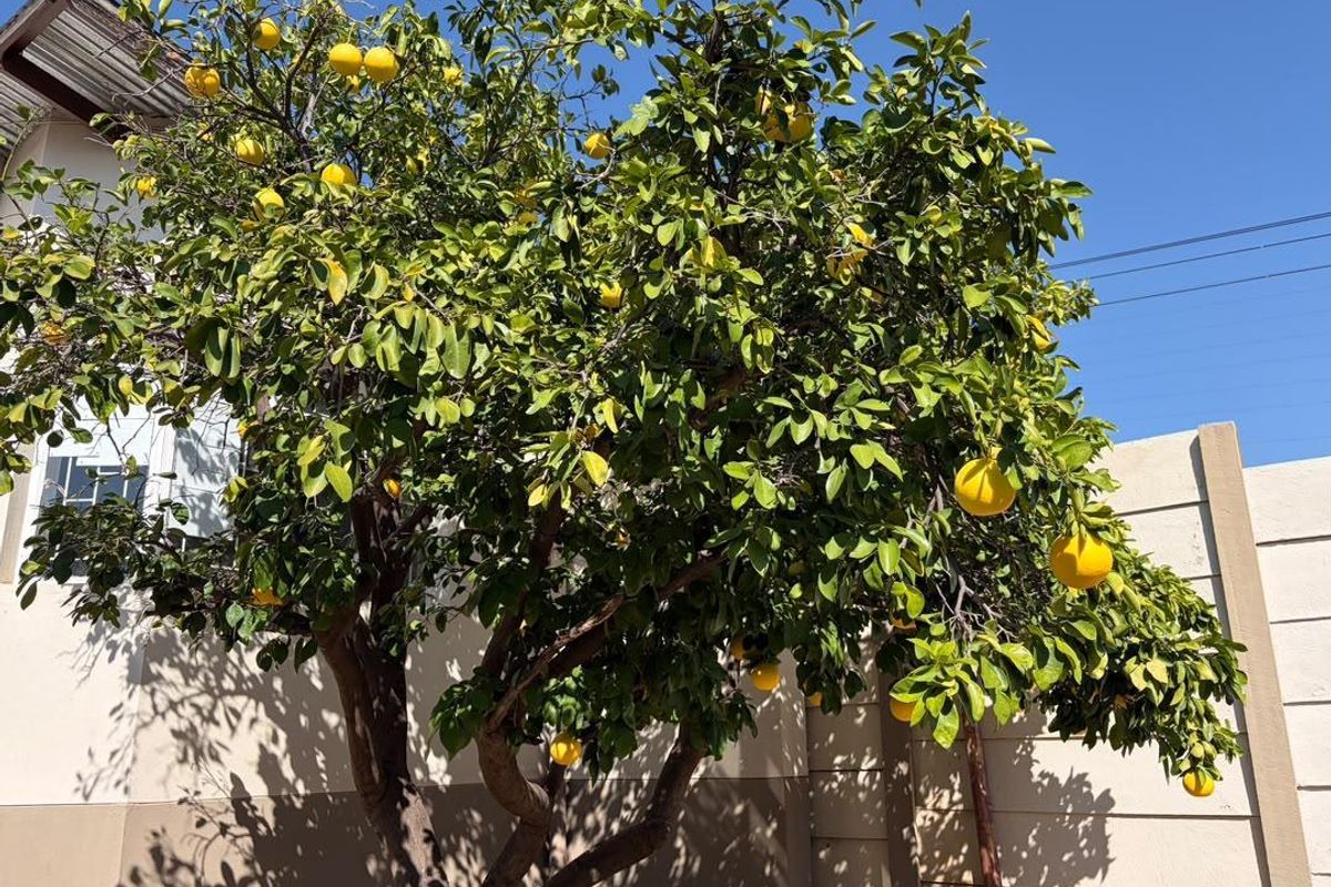 A mature citrus tree situated in the garden area, adjacent to a precast concrete boundary wall.
