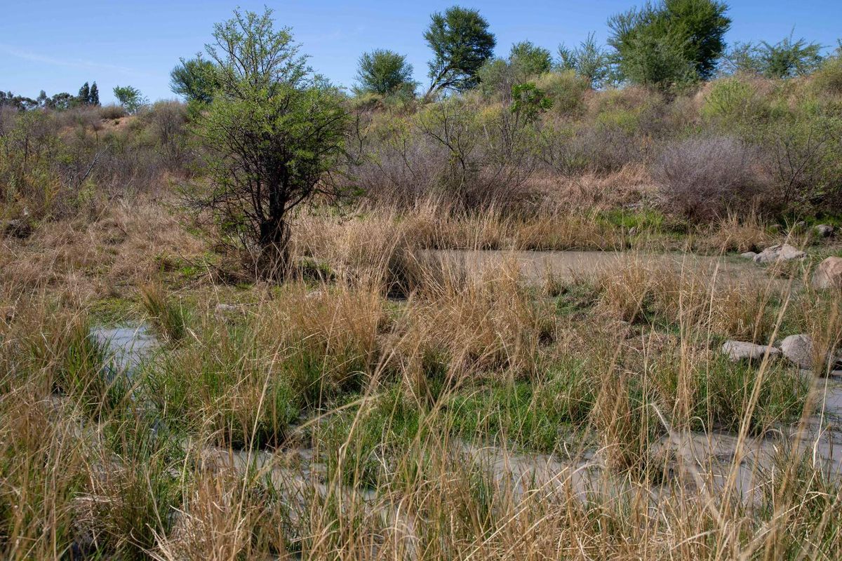 Vacant Land with Dam Views – Weltevrede Dam, Koppies - Photo 5