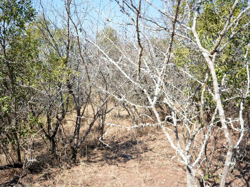 Vacant Land in MODITLO NATURE RESERVE - Photo 3