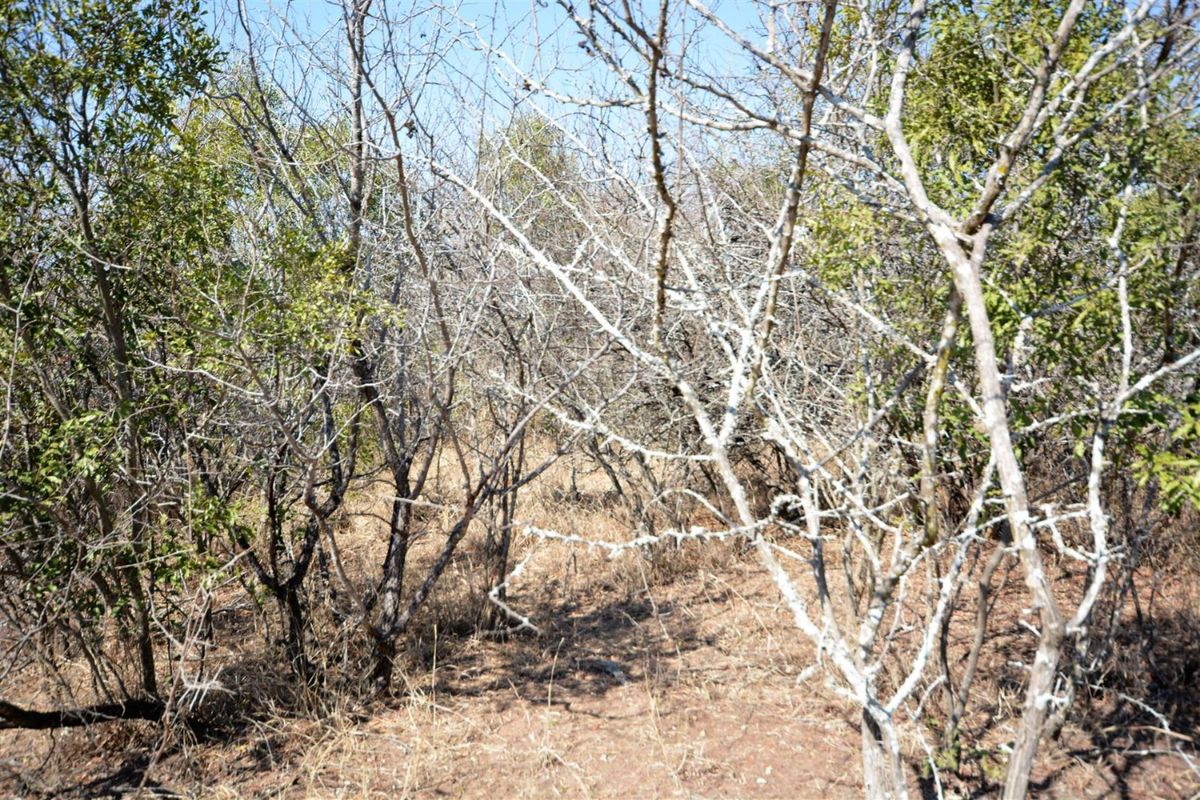 Vacant Land in MODITLO NATURE RESERVE - Photo 3