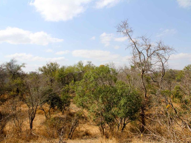 Vacant Land in MODITLO NATURE RESERVE - Photo 4