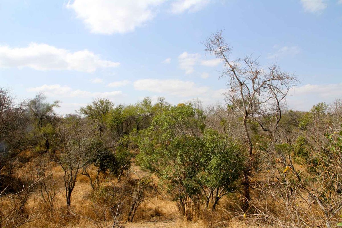 Vacant Land in MODITLO NATURE RESERVE - Photo 4