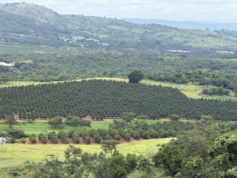 Agricultural Gem: Cleared Land & Established Orchards! - Photo 4