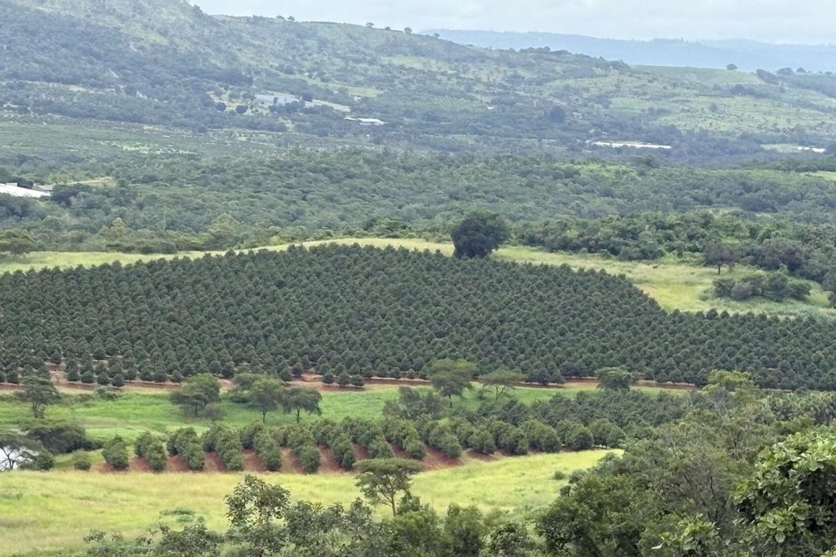 Agricultural Gem: Cleared Land & Established Orchards! - Photo 4