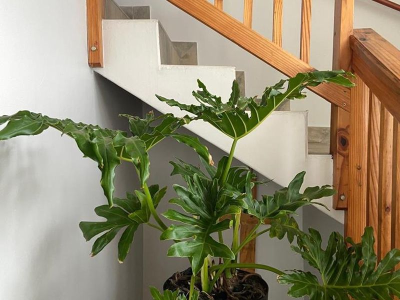 Double Storey Duette - Photo 5