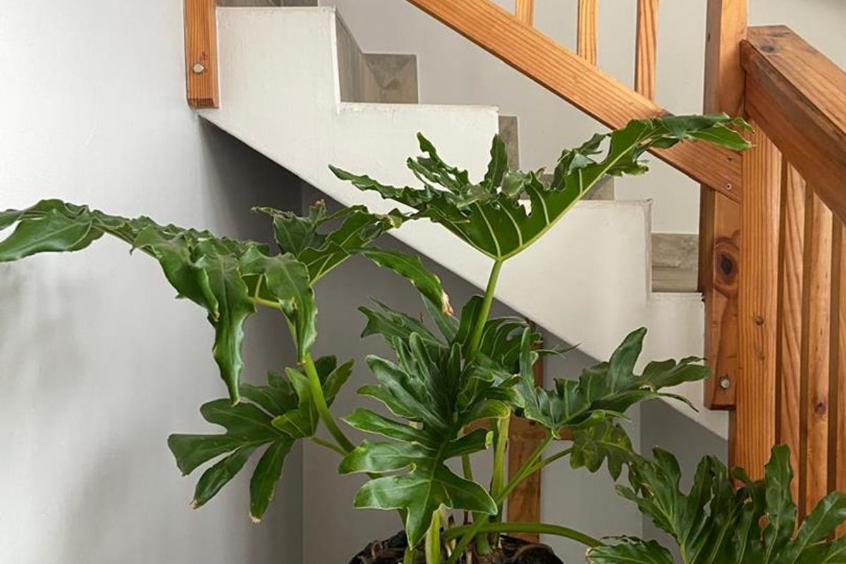 Double Storey Duette - Photo 5