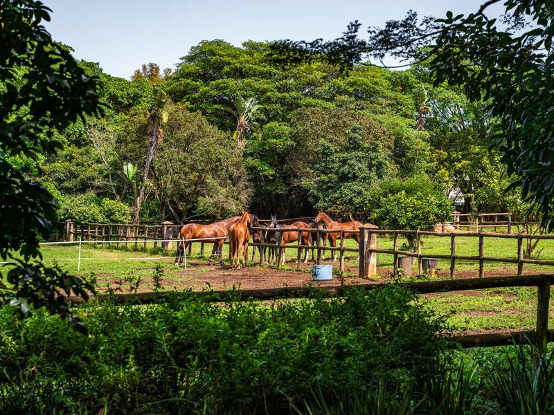 3 Bedroom Luxury Modern Home in Alverstone Equestrian Estate - Photo 3