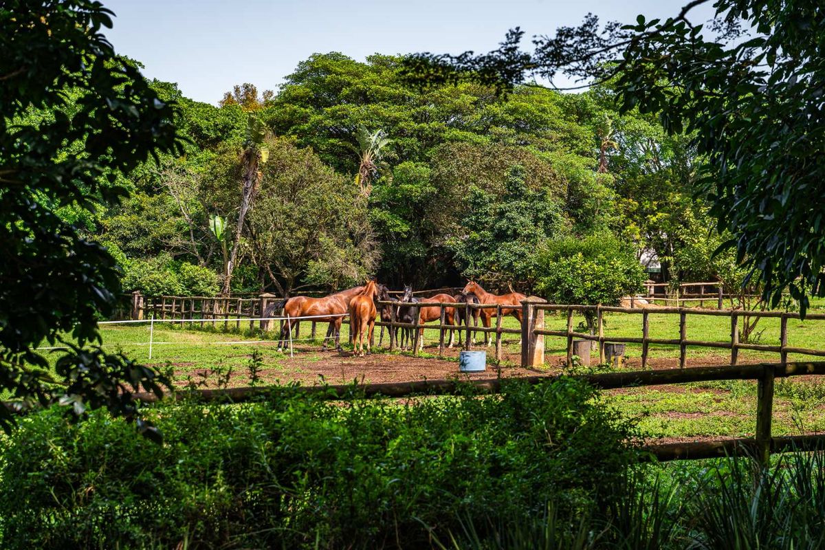 3 Bedroom Luxury Modern Home in Alverstone Equestrian Estate - Photo 3