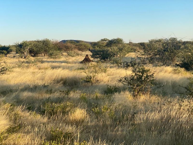 A scenic view of the expansive natural landscape featuring native grasses, shrubs, and a distant hill on the farm property.