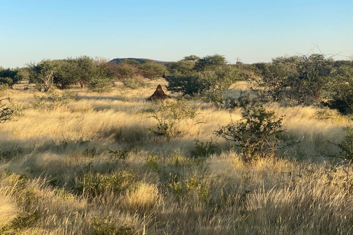 A scenic view of the expansive natural landscape featuring native grasses, shrubs, and a distant hill on the farm property.