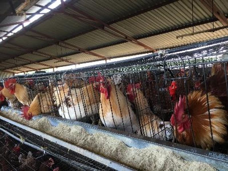 PLOT AND POULTRY BUSINESS FOR SALE – OKAHANDJA - Photo 7