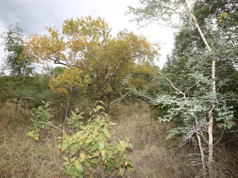 Vacant Land in MODITLO NATURE RESERVE - Photo 9