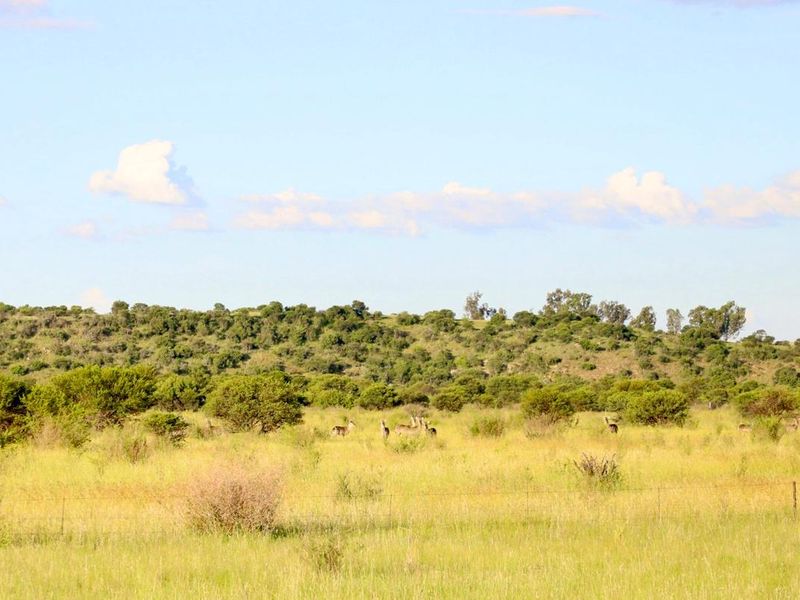 Exceptional Farming Opportunity — 312.0183 ha Grazing Farm with a 4 Bedroom Home, 4 Dams and 8  Boreholes Off the Grid with Solar - Photo 6