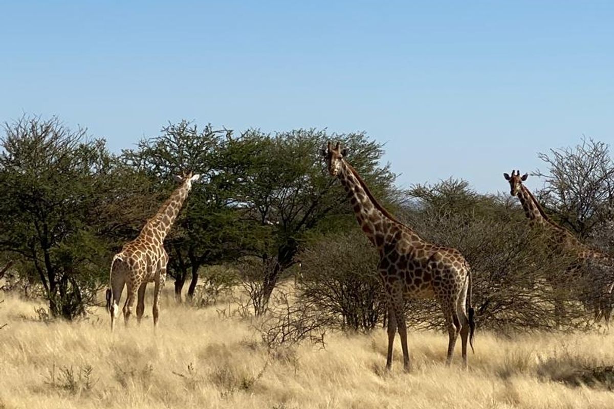 A scenic view of the natural landscape featuring indigenous trees and wildlife on the farm property.