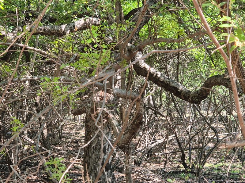 "Own a Slice of Paradise Next to Leeupoort's Greenbelt!" - Photo 7