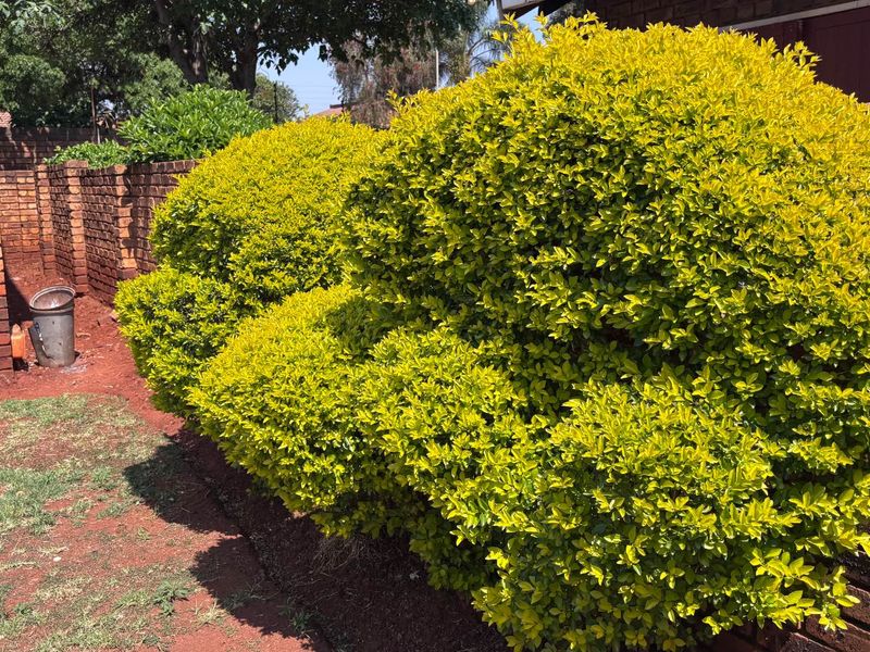 A view of a residential garden area featuring established shrubs and a brick boundary wall.