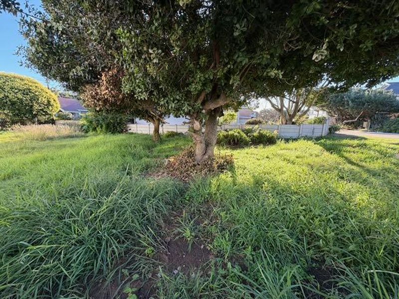 A view of a vacant residential plot featuring mature trees and overgrown grass, enclosed by boundary fencing.