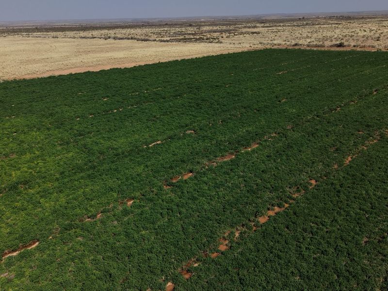 An aerial view of a large, cultivated farm field showing established crop rows and surrounding arid landscape.