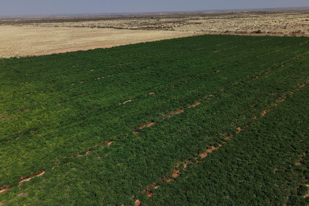 An aerial view of a large, cultivated farm field showing established crop rows and surrounding arid landscape.