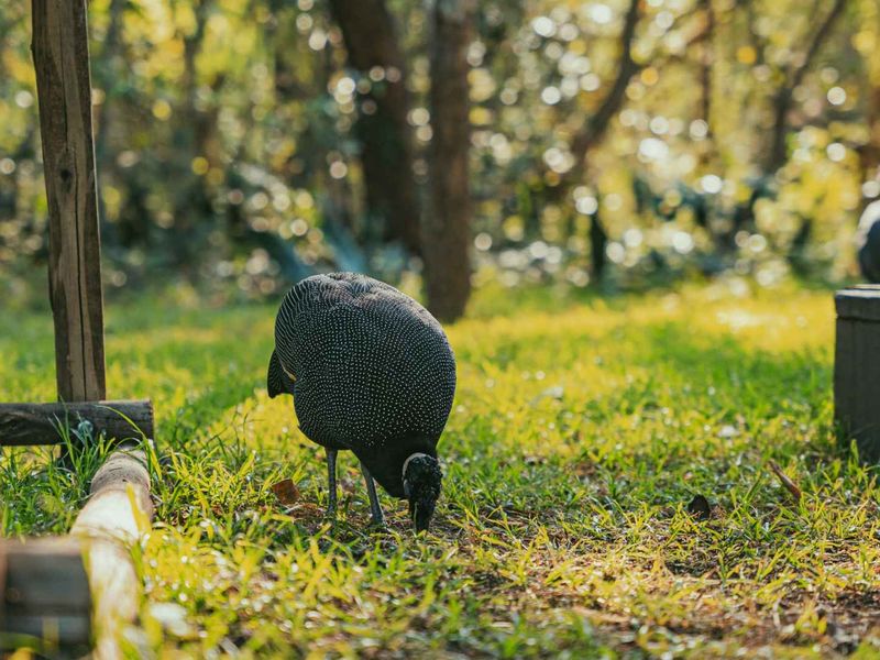 Bush Lodge with Income Potential – Kuleni Game Park, Hluhluwe - Photo 7