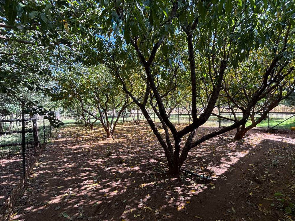 Peach trees 