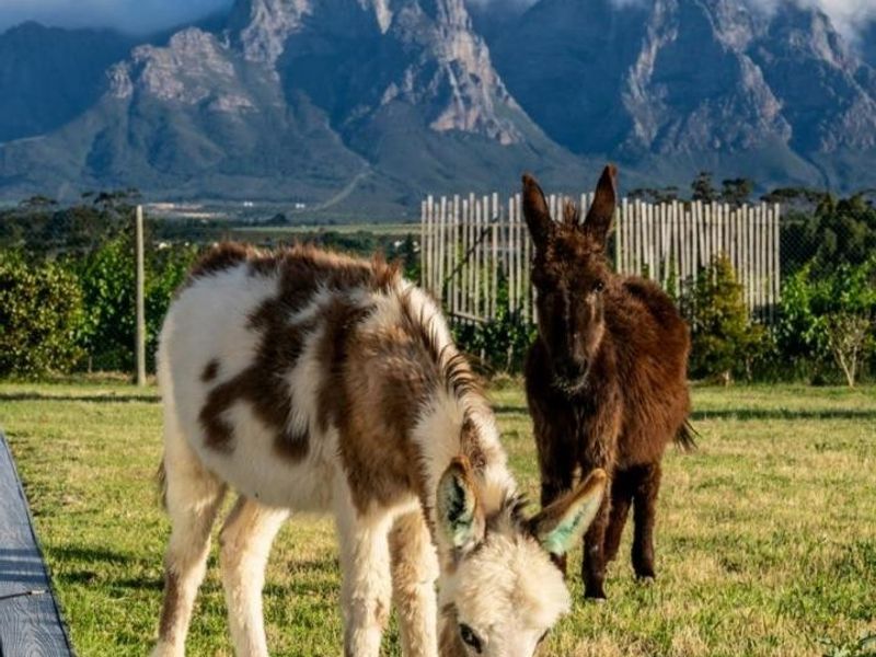 LEO Sky Farm - Photo 7