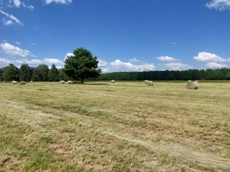 PREMIUM FORESTRY & AGRICULTURAL LAND FOR SALE - Belfast | Mpumalanga Highlands - Photo 9