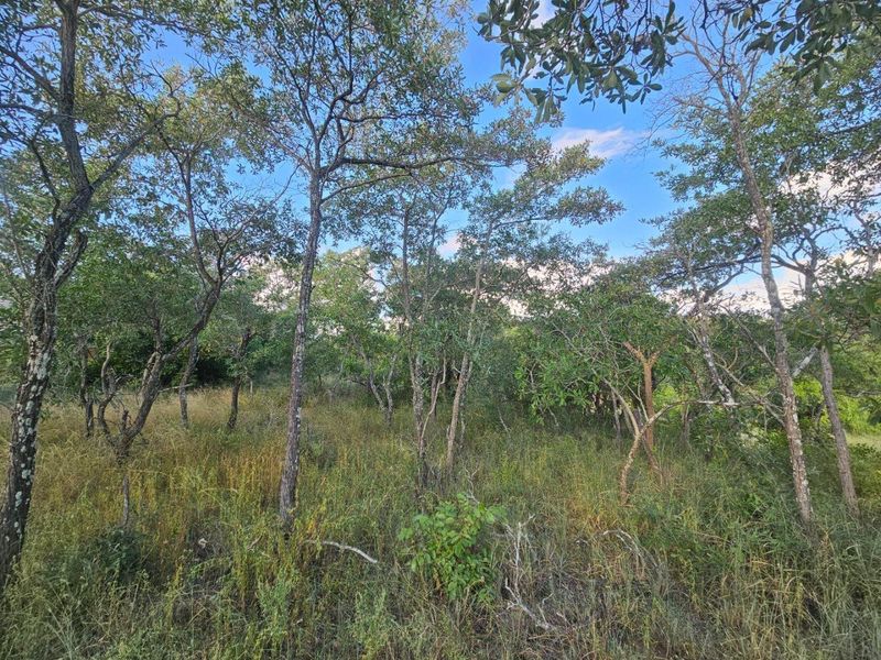 Vacant Land in MODITLO NATURE RESERVE - Photo 4