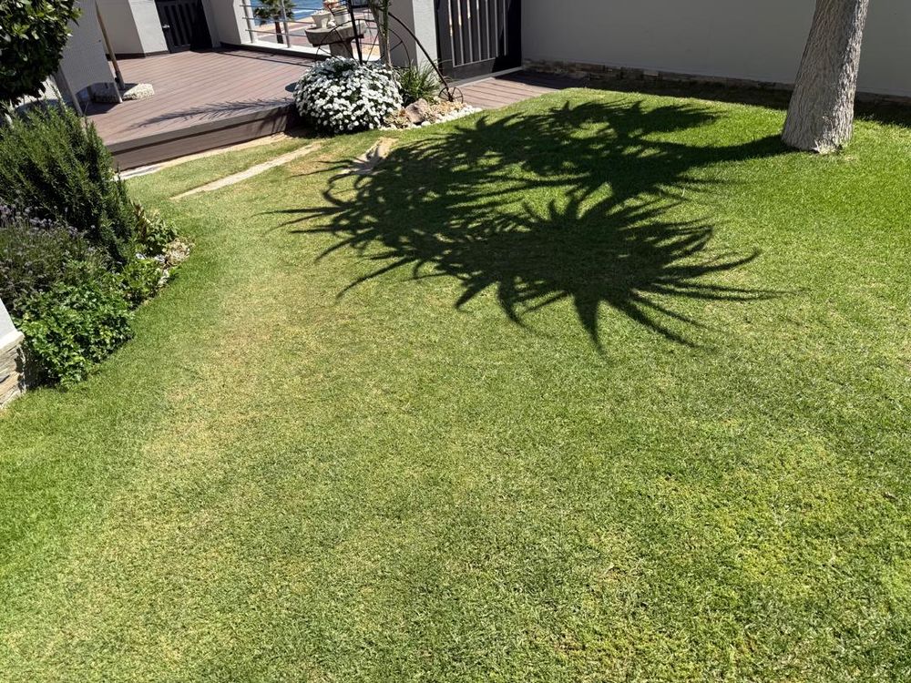 View of the yard