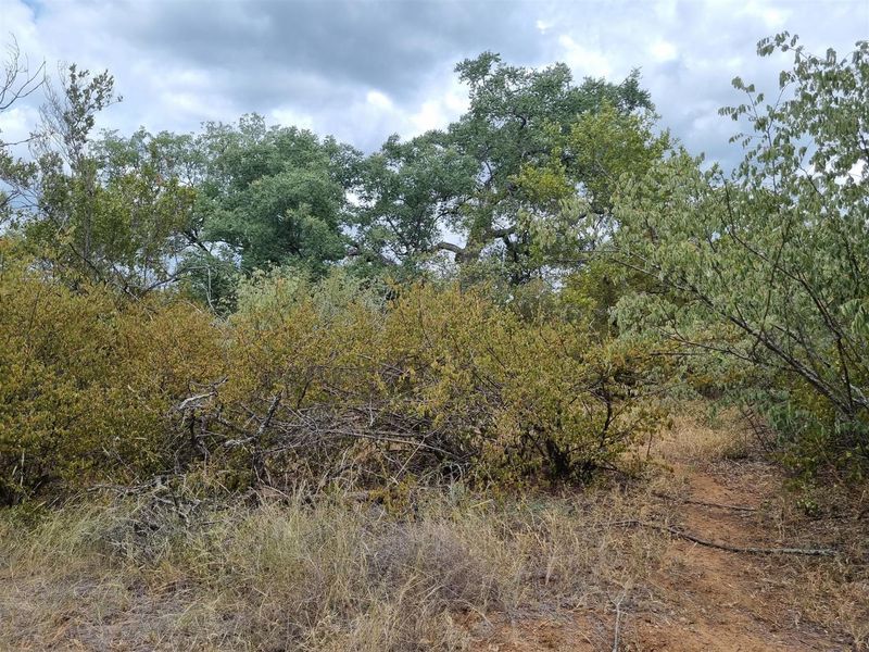 A view of the natural landscape featuring mature trees and native vegetation on the vacant residential land.