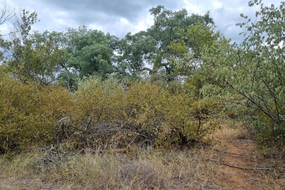 A view of the natural landscape featuring mature trees and native vegetation on the vacant residential land.