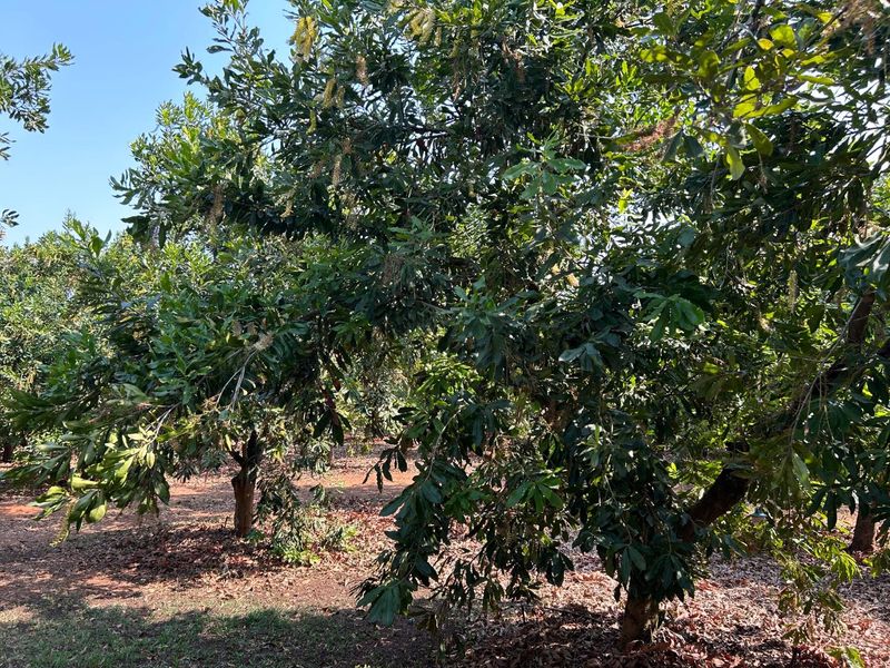 Magnificent Riverfront with island 9.5 Ha Litchi & Macadamia Farm on the Banks of the Letaba River - Photo 10