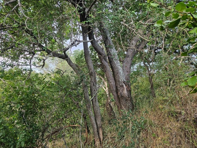 Vacant Land in MODITLO NATURE RESERVE - Photo 3