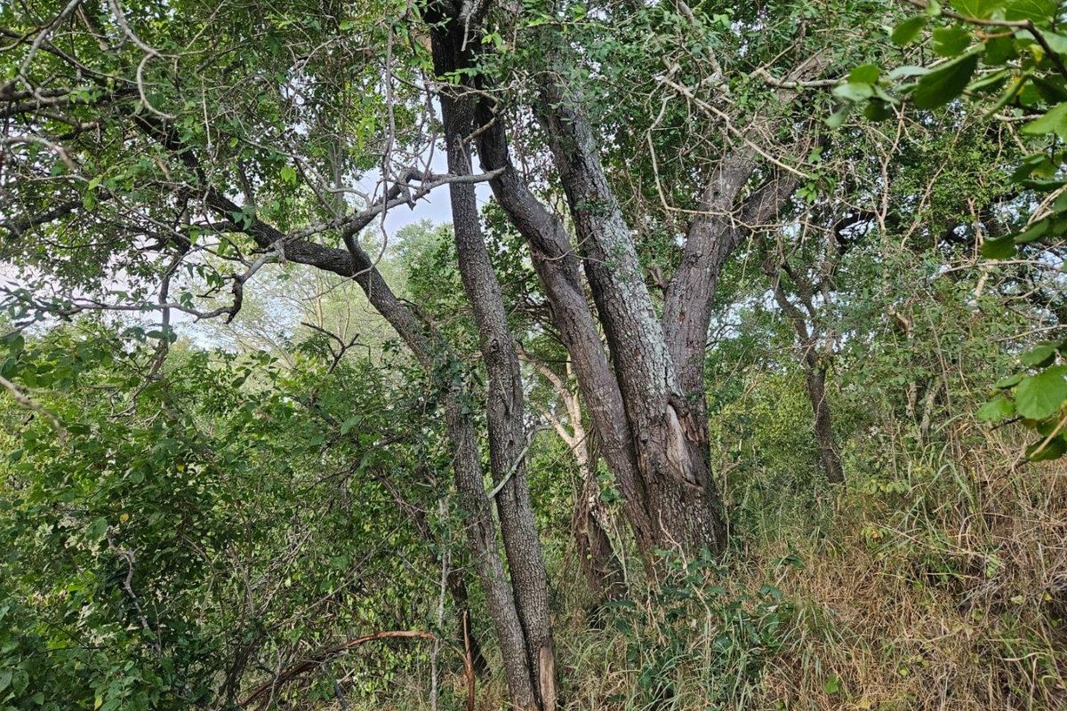 Vacant Land in MODITLO NATURE RESERVE - Photo 3