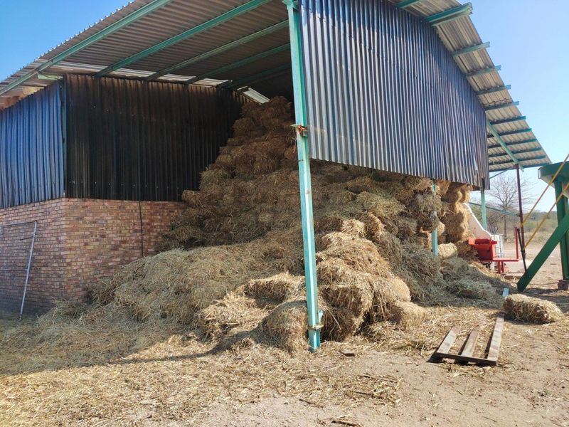 951ha Prime Wildlife, Cattle & Farming Farm for Sale – Limpopo Bushveld - Photo 4