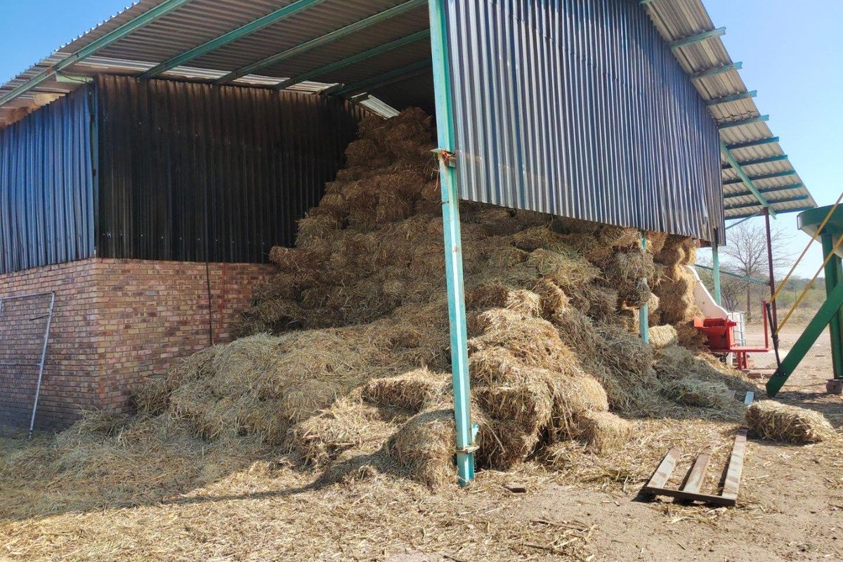 951ha Prime Wildlife, Cattle & Farming Farm for Sale – Limpopo Bushveld - Photo 4