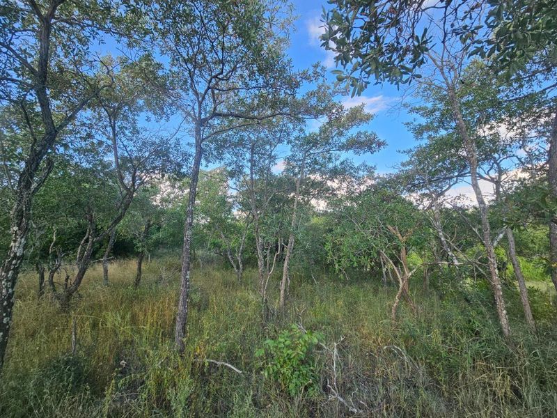 Vacant Land in MODITLO NATURE RESERVE - Photo 5