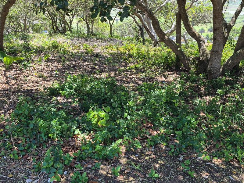 Prime Location: Expansive 1,075m2 Stand in Bergsig, Groot Brak River - Photo 6