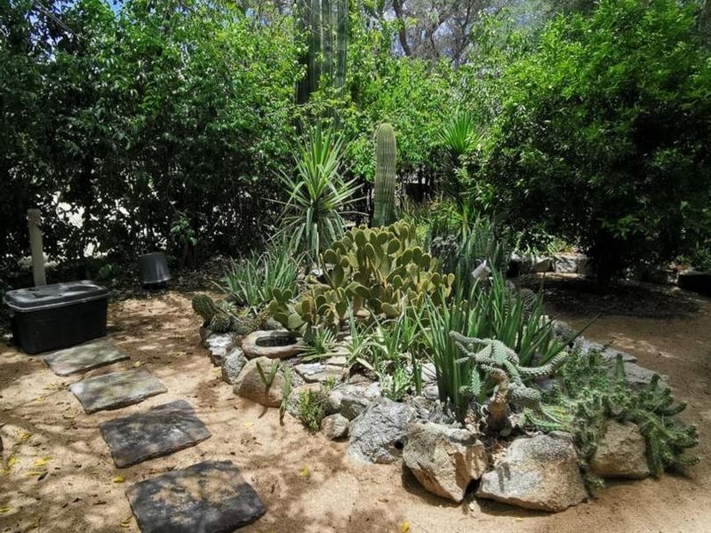 A well-maintained garden area featuring a stone pathway leading to a landscaped rockery with various cacti and mature trees.