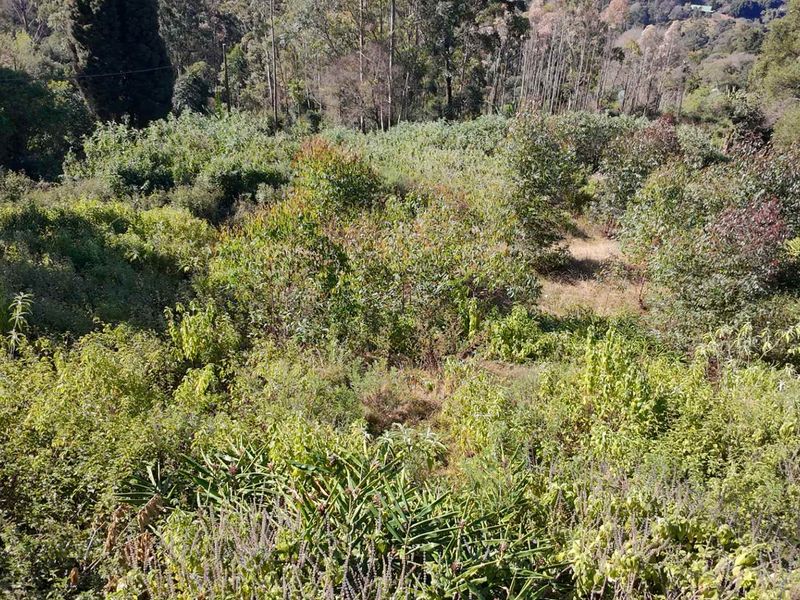 A view of a sloped residential plot covered in dense, overgrown vegetation and mature trees.
