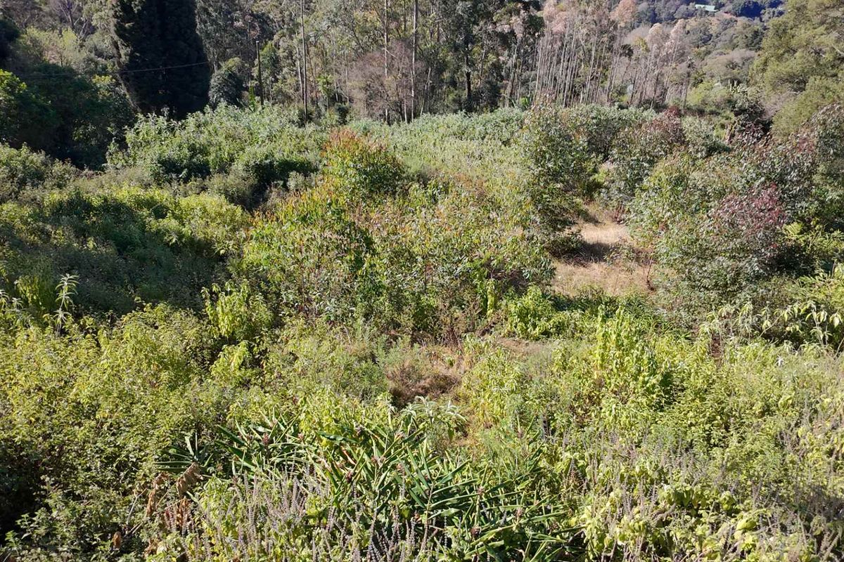A view of a sloped residential plot covered in dense, overgrown vegetation and mature trees.