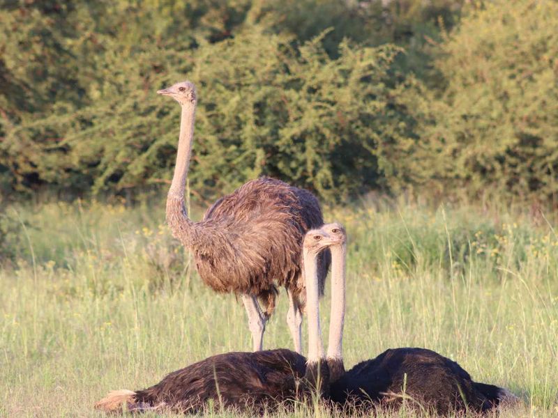 BUSVELD 4.2 HA VACANT LAND FOR SALE  - NO FARMING -R1 170 000 - Photo 3