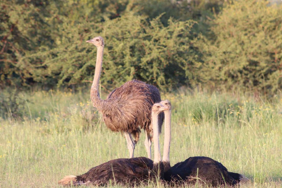 A view of the natural landscape and wildlife on the farm property.